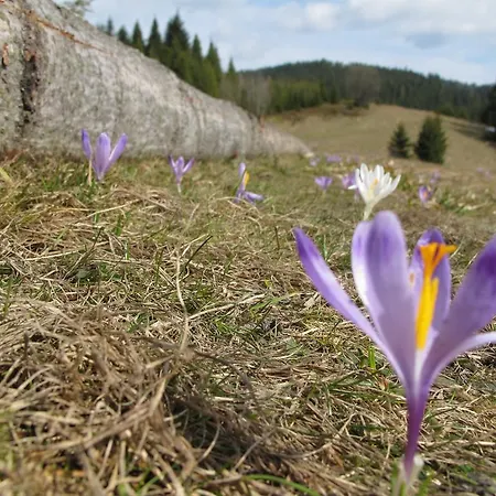 Orman Evi Drewniany W Gorach