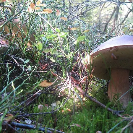 Drewniany W Gorach Orman Evi *