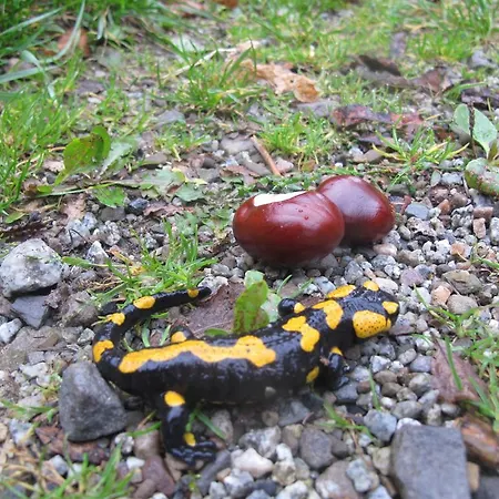 Drewniany W Gorach Orman Evi Nowy Targ